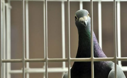 bird-behind-bars