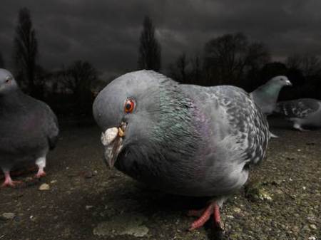 zombie bird