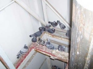 Pigeon Patrol pigeon damage