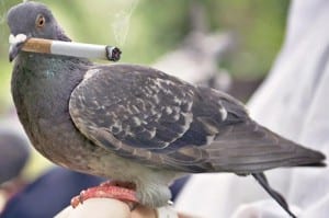 pigeon patrol smoking