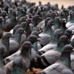 pigeons pigeon patrol