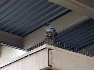 pigeon-owl