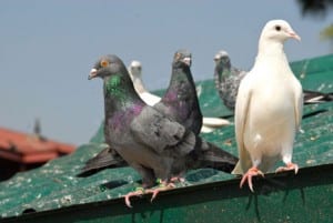 Pigeon patrol roof pigeon