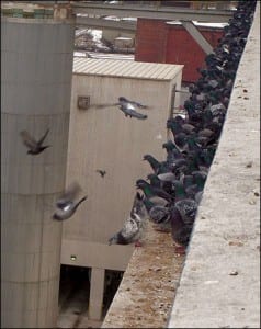 pigeons on ledge