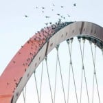 pigeon patrol bridge