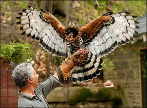 Pigeon Patrol Hawk