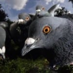 Pigeon Patrol Feed