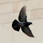 Pigeon Patrol flying pigeon