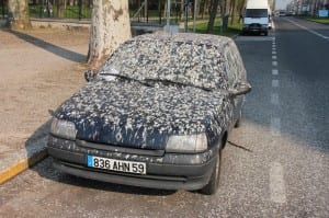 Pigeon Patrol Shat car