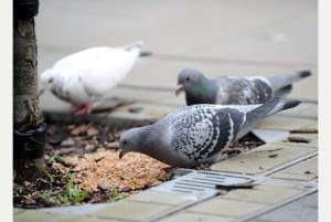 pigeon Patrol birds
