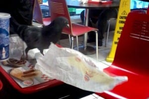 Pigeon Patrol Burger