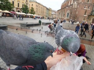 Pigeon Patrol feeding