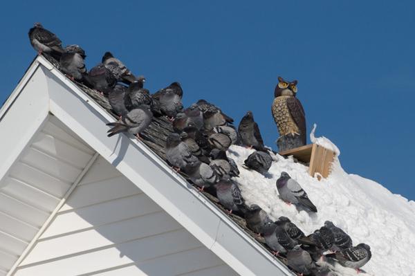 Image result for bird on top of plastic owl