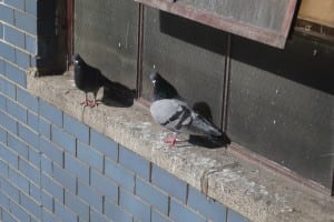 Pigeons patrol on a Ledge