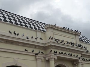 pigeon patrol 