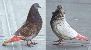 Pigeon Patrol funny 2