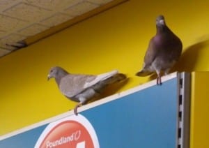 Pigeon Patrol danger