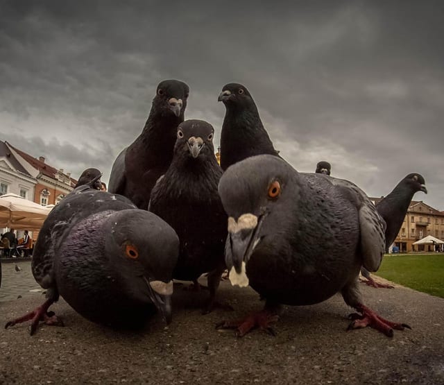 Pigeon Patrol, Pigeon Deterrent, bird control, pigeon control, bird repellent, bird proof, bird contrl, sound unit, netting bird, bird netting, spikes, pointy things, Ultra-Flex Bird Spikes, bird deterrent, bird spike, bird control, spikes, bird repellent spikes, bird deterrent spikes, steel bird spikes, bird netting, bird control, netting bird, bird repellent, pigeon control, bird proof, bird problems, bird proofing, bird repellers, bird control systems, anti bird, 1-877-4-no-bird, no bird, nobird, bird lazers, bird lasers bird lasers, sonic bird repellers, ultrasonic bird repellers, Get rid of pigeons, pigeon problems, pigeon control system, Keep Pigeons Off, Canada, USA, Manufacturer bird control, Bird Control Products, bird deterrent, bird net, bird netting, bird removal, bird repellent, bird spike strips, bird spikes, birds off, building maintenance, Integrated Pest Supplies Ltd, Pest Control Products, New Westminster, BC,building maintenance birds, building maintenance tips, get rid of birds, how to get rid of birds, pigeon control, scare birds, stop bird, High frequencies, ultrasonic ,sonic , sound waves ,roof tops, ledges, balconies, buildings ,warehouses, bird sound deterrents, physical bird deterrents ,visual bird deterrents, disinfectant, Tubesonic, keep birds out, pest bird, how to get rid of bird, electric shock, bird deterrent system, keep birds away, pest bird problems, plastic bird spikes, scare birds, bird off get, suppliers of bird control, Integrated Pest Control, intergraded, intergratedpestsupplies,