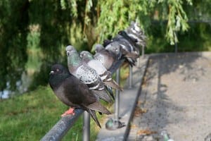 Pigeon Patrol, Pigeon Deterrent, bird control, pigeon control, bird repellent, bird proof, bird contrl, sound unit, netting bird, bird netting, spikes, pointy things, Ultra-Flex Bird Spikes, bird deterrent, bird spike, bird control, spikes, bird repellent spikes, bird deterrent spikes, steel bird spikes, bird netting, bird control, netting bird, bird repellent, pigeon control, bird proof, bird problems, bird proofing, bird repellers, bird control systems, anti bird, 1-877-4-no-bird, no bird, nobird, bird lazers, bird lasers bird lasers, sonic bird repellers, ultrasonic bird repellers, Get rid of pigeons, pigeon problems, pigeon control system, Keep Pigeons Off, Canada, USA, Manufacturer bird control, Bird Control Products, bird deterrent, bird net, bird netting, bird removal, bird repellent, bird spike strips, bird spikes, birds off, building maintenance, Integrated Pest Supplies Ltd, Pest Control Products, New Westminster, BC,building maintenance birds, building maintenance tips, get rid of birds, how to get rid of birds, pigeon control, scare birds, stop bird, High frequencies, ultrasonic ,sonic , sound waves ,roof tops, ledges, balconies, buildings ,warehouses, bird sound deterrents, physical bird deterrents ,visual bird deterrents, disinfectant, Tubesonic, keep birds out, pest bird, how to get rid of bird, electric shock, bird deterrent system, keep birds away, pest bird problems, plastic bird spikes, scare birds, bird off get, suppliers of bird control, Integrated Pest Control, intergraded, intergratedpestsupplies, pigeon spikes, bird spikes, pigeon deterrent, get rid of pigeons, pigeon control, bird spike, pigeon deterrents, how to get rid of pigeons netting