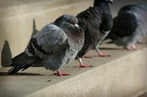 Pigeon Patrol, Pigeon Deterrent, bird control, pigeon control, bird repellent, bird proof, bird contrl, sound unit, netting bird, bird netting, spikes, pointy things, Ultra-Flex Bird Spikes, bird deterrent, bird spike, bird control, spikes, bird repellent spikes, bird deterrent spikes, steel bird spikes, bird netting, bird control, netting bird, bird repellent, pigeon control, bird proof, bird problems, bird proofing, bird repellers, bird control systems, anti bird, 1-877-4-no-bird, no bird, nobird, bird lazers, bird lasers bird lasers, sonic bird repellers, ultrasonic bird repellers, Get rid of pigeons, pigeon problems, pigeon control system, Keep Pigeons Off, Canada, USA, Manufacturer  bird control, Bird Control Products, bird deterrent, bird net, bird netting, bird removal, bird repellent, bird spike strips, bird spikes, birds off, building maintenance, Integrated Pest Supplies Ltd, Pest Control Products, New Westminster, BC,building maintenance birds, building maintenance tips, get rid of birds, how to get rid of birds, pigeon control, scare birds, stop bird, High frequencies, ultrasonic ,sonic , sound waves ,roof tops, ledges, balconies, buildings ,warehouses, bird sound deterrents, physical bird deterrents ,visual bird deterrents, disinfectant, Tubesonic, keep birds out, pest bird, how to get rid of bird, electric shock, bird deterrent system, keep birds away, pest bird problems, plastic bird spikes, scare birds, bird off get, suppliers of bird control, Integrated Pest Control, intergraded, intergratedpestsupplies, pigeon spikes, bird spikes, pigeon deterrent, get rid of pigeons, pigeon control, bird spike, pigeon deterrents, how to get rid of pigeons