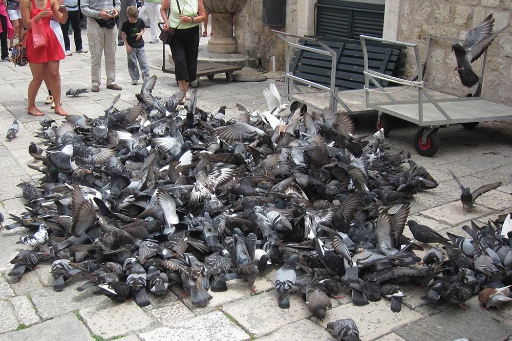 Pigeon feeding is a people problem which largely encourages pigeon population growth.