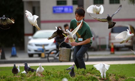 Chinese pigeons