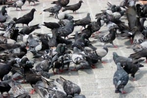 Pigeon-Flock-in-Krakow