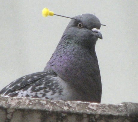 pigeon14