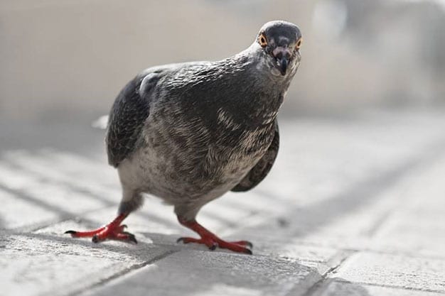 pigeons (1)