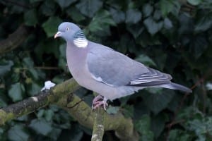 pigeon patrol products and services