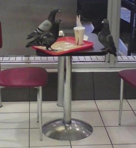 pigeon patrol