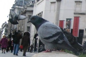 pigeon patrol