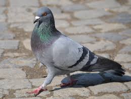 pigeon