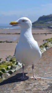 seagull