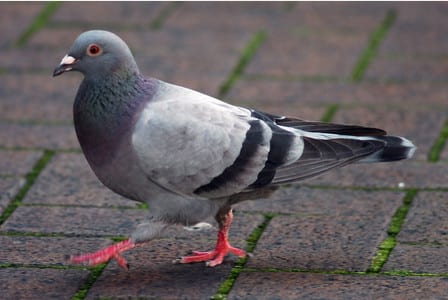 pigeon patrol