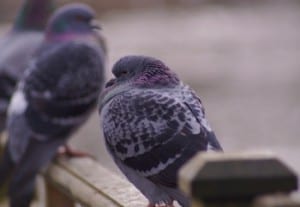 pigeon-patrol