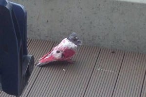 pink pigeon adopted by doves