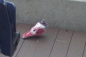 pinkpigeon3