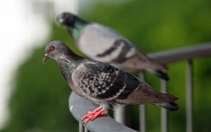 feral-pigeons-columba-livia-domesticachequered-plumage