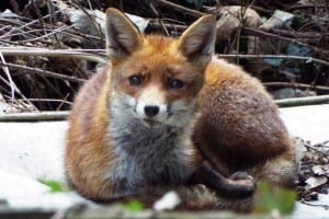 A fox trying to get some sleep on an abandoned mattress in a disused Bournemouth garden. Must credit Blue Planet Society @Seasaver