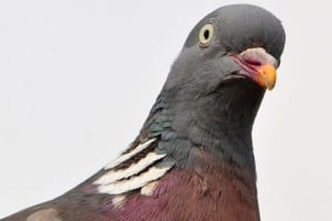 Close-Up-Of-Pigeon-Against-Clear-Sky