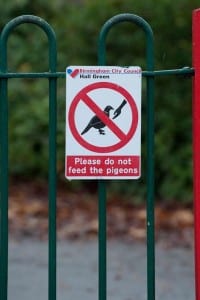 pigeon patrol