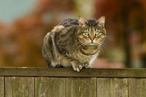 cat-on-a-fence