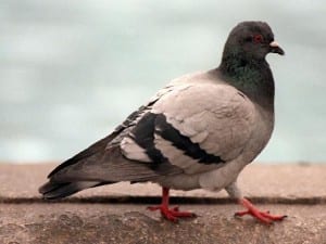 pigeon.jpg-pwrt3