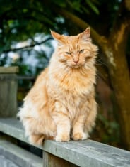 stock-photo-48149480-ginger-tabby-cat-sitting-on-suburban-fence