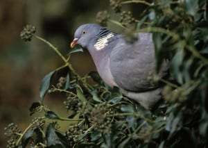 catfish pigeon