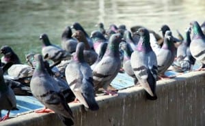 pigeons-istock_650x400_51448962427