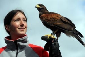 falconry