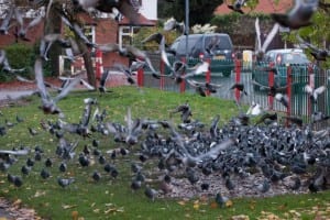 FILE PICTURE - Pigeons on a suburban British street.  Tenants are in flap after getting a badly written letter from the council threatening to evict them - for FEEDING PIGEONS.  See swns story SWPIGEON.  They received the missive, littered with grammatical mistakes, suggesting that a "spy" had been hired to find out who had been feeding the birds.  The hand signed letter, purporting to be from Islington Council in north London, states that the feeding had led to a rise of pigeon excrement and made the area look an "unsightly mess".