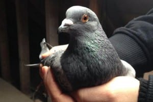 homing pigeons